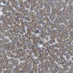 SGK2 Antibody in Immunohistochemistry (Paraffin) (IHC (P))