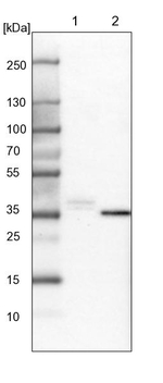 SGK2 Antibody in Western Blot (WB)