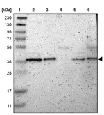 NAPG Antibody in Western Blot (WB)