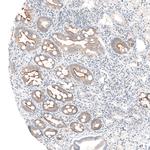 MS4A6A Antibody in Immunohistochemistry (Paraffin) (IHC (P))