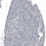 MS4A6A Antibody in Immunohistochemistry (Paraffin) (IHC (P))