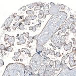 MS4A6A Polyclonal Antibody