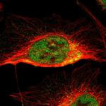 CCDC51 Polyclonal Antibody