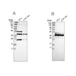 CCDC51 Antibody in Western Blot (WB)