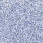 SGCB Antibody in Immunohistochemistry (IHC)