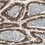 RNF149 Antibody in Immunohistochemistry (Paraffin) (IHC (P))
