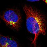 KIAA1024 Polyclonal Antibody