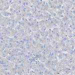 KIAA1024 Antibody in Immunohistochemistry (Paraffin) (IHC (P))