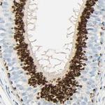 GOLGB1 Antibody in Immunohistochemistry (IHC)