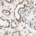 GOLGB1 Antibody in Immunohistochemistry (IHC)