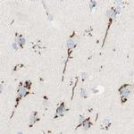 GOLGB1 Antibody in Immunohistochemistry (IHC)