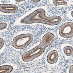 TOMM20 Antibody in Immunohistochemistry (IHC)