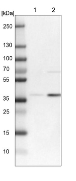 RFNG Antibody in Western Blot (WB)