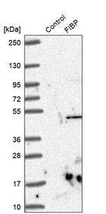 FIBP Antibody in Western Blot (WB)