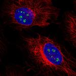 SELENBP1 Polyclonal Antibody