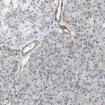 SELENBP1 Antibody in Immunohistochemistry (IHC)