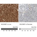 SELENBP1 Antibody