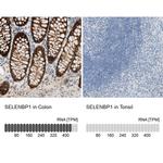 SELENBP1 Antibody
