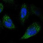 NPRL3 Antibody in Immunocytochemistry (ICC/IF)