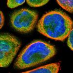 TMEM109 Polyclonal Antibody