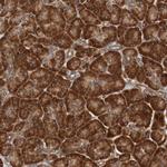 TMEM109 Antibody in Immunohistochemistry (Paraffin) (IHC (P))