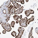 TMEM109 Antibody in Immunohistochemistry (Paraffin) (IHC (P))