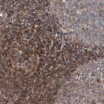 TMEM109 Antibody in Immunohistochemistry (Paraffin) (IHC (P))