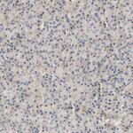 PCDH7 Polyclonal Antibody