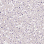 SLC6A18 Antibody in Immunohistochemistry (Paraffin) (IHC (P))