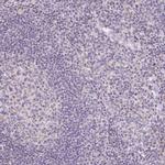 SLC6A18 Antibody in Immunohistochemistry (IHC)