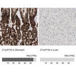 SARG Polyclonal Antibody