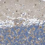 NEGR1 Antibody in Immunohistochemistry (Paraffin) (IHC (P))