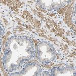 NEGR1 Antibody in Immunohistochemistry (Paraffin) (IHC (P))