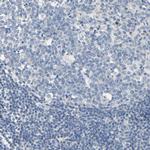 NEGR1 Antibody in Immunohistochemistry (Paraffin) (IHC (P))