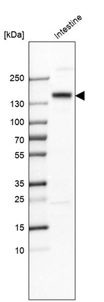 SI Antibody in Western Blot (WB)