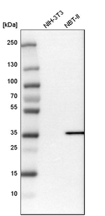 PDLIM4 Antibody in Western Blot (WB)