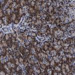 PDLIM4 Antibody in Immunohistochemistry (IHC)