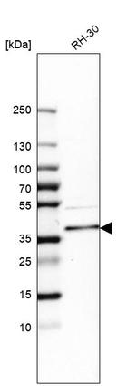 PDLIM4 Antibody in Western Blot (WB)