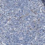 IGSF8 Antibody in Immunohistochemistry (Paraffin) (IHC (P))