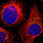 CCDC90B Antibody in Immunocytochemistry (ICC/IF)