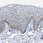 CCDC90B Antibody in Immunohistochemistry (Paraffin) (IHC (P))