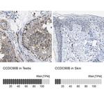 CCDC90B Antibody
