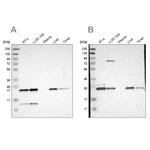 CCDC90B Antibody in Western Blot (WB)