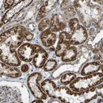 DHODH Antibody in Immunohistochemistry (Paraffin) (IHC (P))
