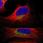 COA1 Polyclonal Antibody