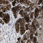 COA1 Antibody in Immunohistochemistry (Paraffin) (IHC (P))