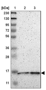 COA1 Antibody in Western Blot (WB)
