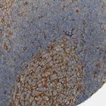 DNAJC4 Polyclonal Antibody