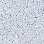SorCS1 Antibody in Immunohistochemistry (Paraffin) (IHC (P))
