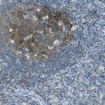 SorCS1 Antibody in Immunohistochemistry (Paraffin) (IHC (P))
